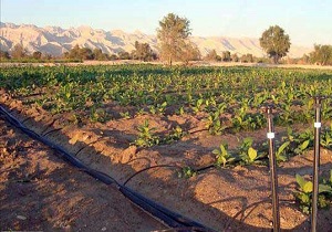 اجرای ۱۱۴ طرح پژوهشی کشاورزی در استان کردستان