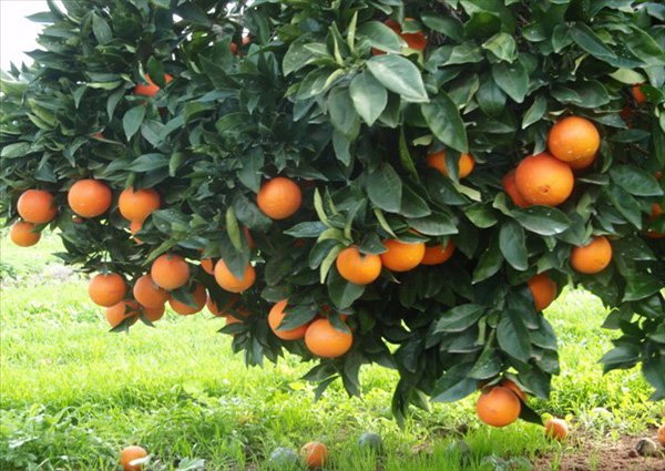 فارس ویترین پژوهشی و اجرایی باغبانی کشور