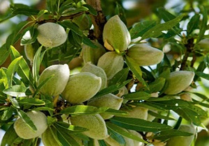 تأکید بر لزوم کاشت نهال بادام مامایی
