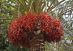 تولید یکهزار و ۴۵۶ تن خرما در شوشتر