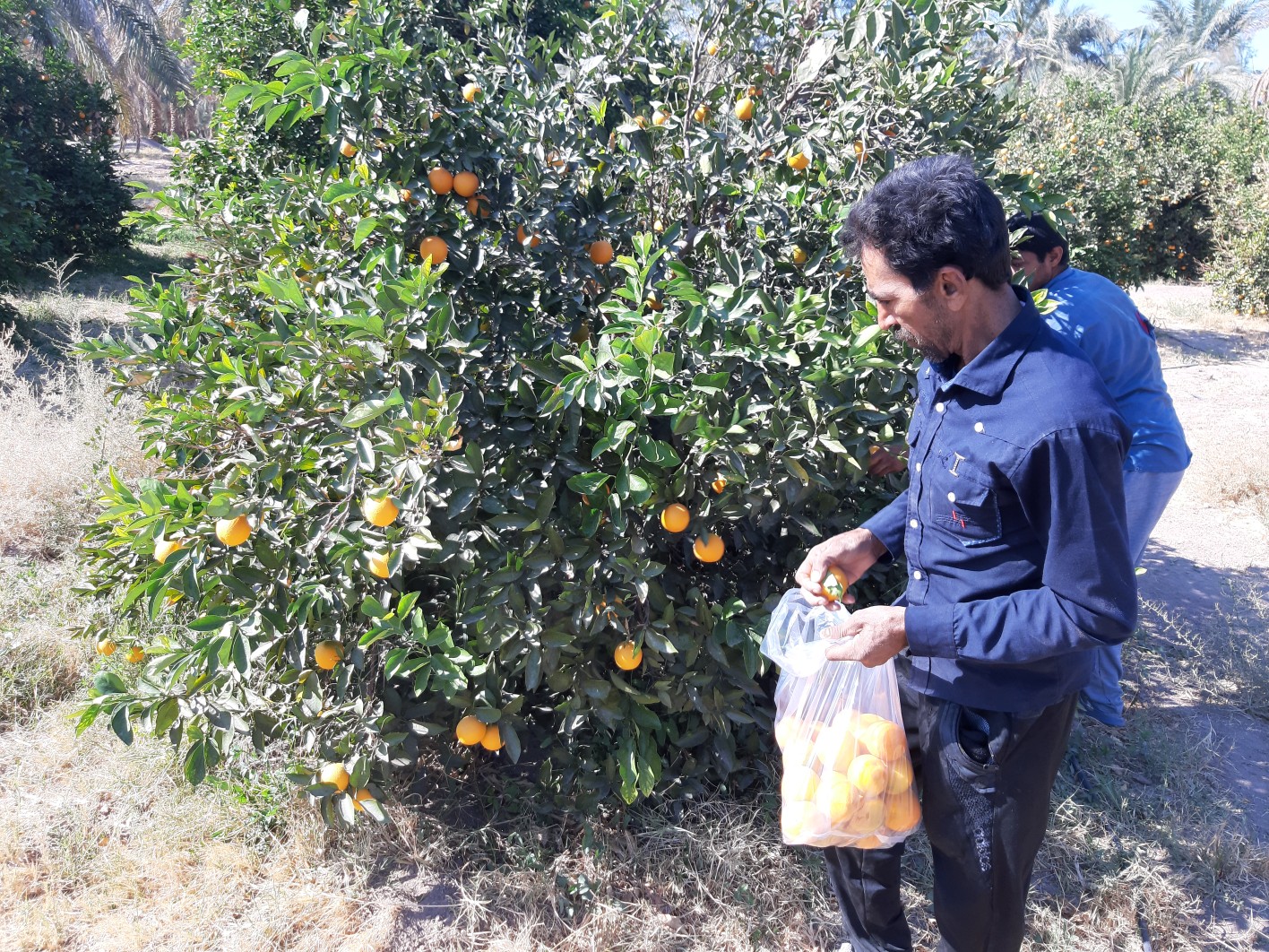 برداشت مرکبات از باغات مرکبات بخش گنبگی ریگان