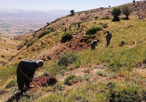 توسعه ۲۰ هکتاری جنگل‌های روستای وله ژیردر مریوان