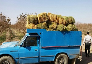 اهداء علوفه خشک برای حیات وحش توسط خیر شاهرودی