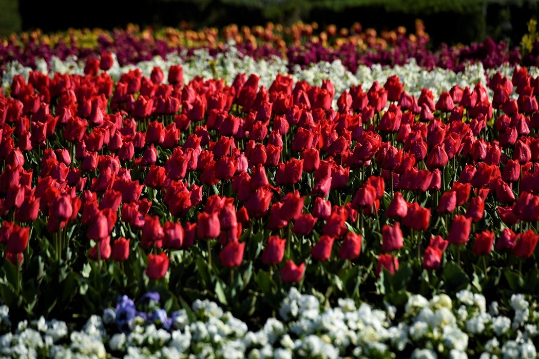 طبق طبق گل برای میزبانی جشنواره  لاله ها