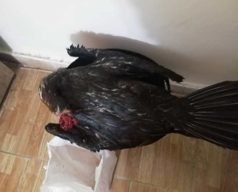 دستگیری شکارچی باکلان در لنگرود