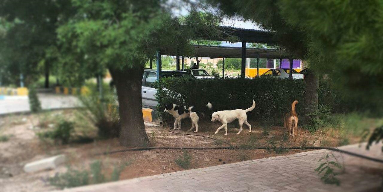 نبود دیوار دانشگاه خطری برای دانشجویان کرمان