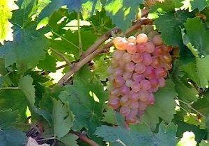 ایجاد ۶۰۰ هکتار باغ انگور ارگانیک در قزوین