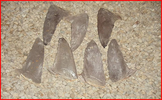 بال کوسه قاچاق در چابهار