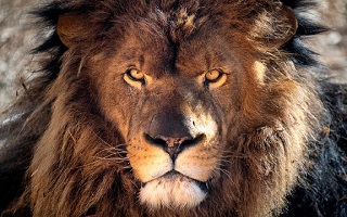 صحنه‌ای هولناک از عاقبت غذا دادن به سلطان جنگل