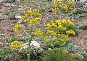 برداشت یک هزار کیلوگرم گیاه دارویی آنغوزه در جهرم