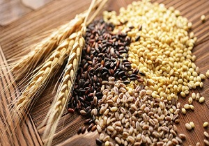 رونمایی از ۲ رقم جدید گندم و کنجد در دزفول
