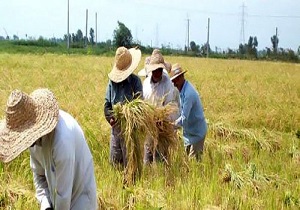 ۴۹ میلیارد ریال خسارت به کشاورزان اردبیلی پرداخت شد