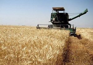 افزایش ۲ میلیون تنی تولید گندم با جلوگیری از خسارت علف‌های هرز در اردبیل