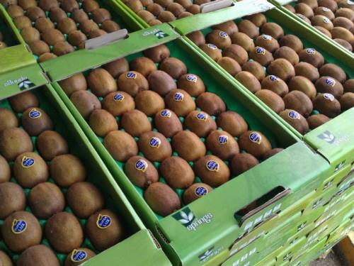 صادرات ۲۷۰ تن کیوی از ساری به ازبکستان