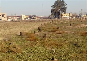 معمای قطع شبانه درختان در گنبدکاووس / اره به دستان چه کسانی هستند؟
