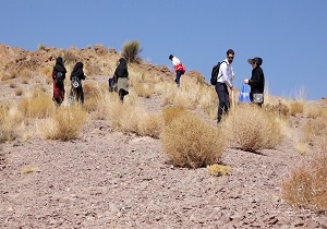 بذر پاشی بیش از ۲۳۰ هکتار از مراتع بافق/ برداشت بیش از ۴ تن آنغوزه در این شهرستان