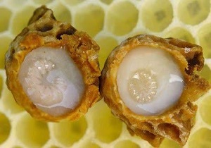 تولید سالانه ۱۰۶ کیلوگرم ژل رویال در چهارمحال و بختیاری
