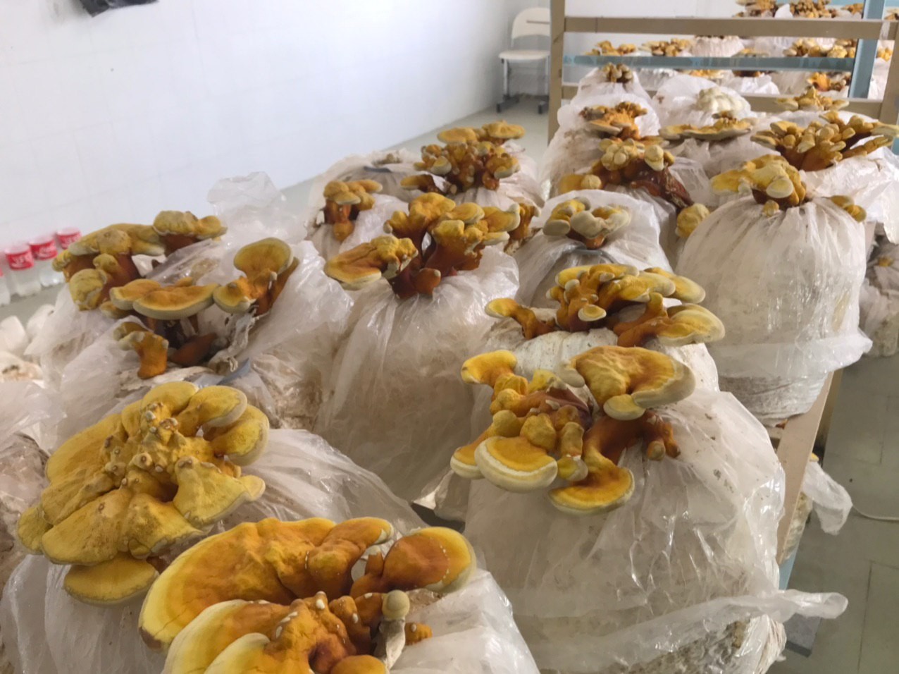 برداشت قارچ گانودرما برای اولین بار در سیستان وبلوچستان