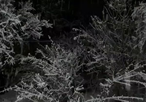 بارش برف در روستای کچوئیه + فیلم