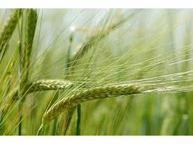 کشت مکانیزه بیش از ۳ هزار هکتار گندم در ساری