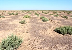 مراتع گلستان در خطر بیابانی شدن / شناسایی ۶ کانون بیابان زایی در استان