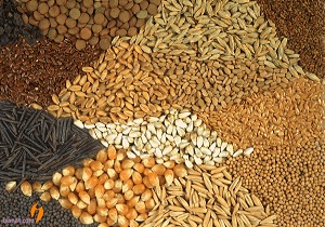 کردستان در تولید فرآورده‌های بذری خودکفا می‌شود