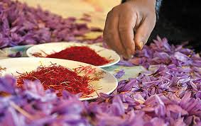 زعفران تربت حیدریه خرید حمایتی شد