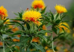کاهش خرید گلرنگ از کشاورزان زنجانی