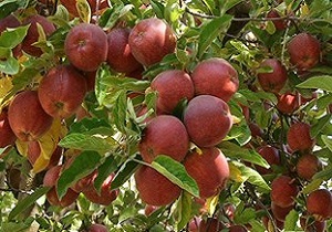 تولید ۴۱۶ هکتار انواع محصولات سردرختی در استان اردبیل