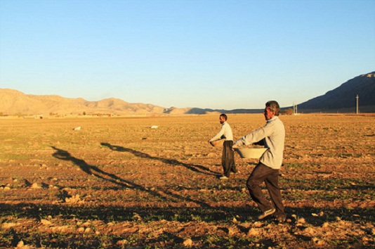 کشت ۷۶ هزار هکتار گندم پاییزه در کهگیلویه و بویراحمد