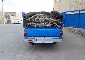 محموله چوب تاغ قاچاق در دامغان توقیف شد