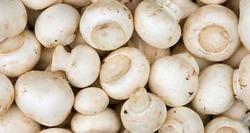خبرنگار: محبی/تولید روزانه قارچ به 450 تن رسید/ قیمت هر کیلو قارچ 12 هزار تومان