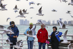 پرندگان مهاجر دریاچه چیتگر