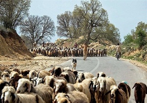 هشت هزارتن جو برای تامین علوفه دام عشایر تهیه شد