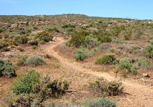 تخریب‌کنندگان مراتع استان اردبیل به مراجع قضایی معرفی می‌شوند