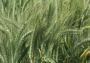 کشت جو در بیش از ۳۶ هزار هکتار از مزارع کشاورزی قزوین