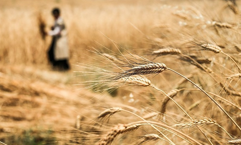 کشت ۹۰ هزار هکتار جو در خراسان رضوی