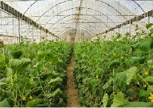 آماده سازی زیرساخت ۷۰۰  هکتار گلخانه در دوسال  آینده