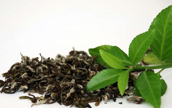  چای سبز