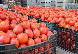چرا قیمت گوجه افزایش یافت/قیمت گوجه تا ده روز آینده کاهش می یابد