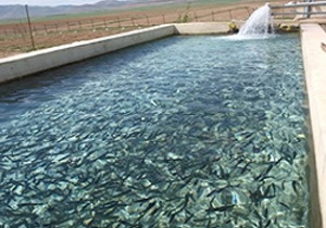 توزیع ۸۴۰ هزار بچه ماهی گرمابی در اصفهان