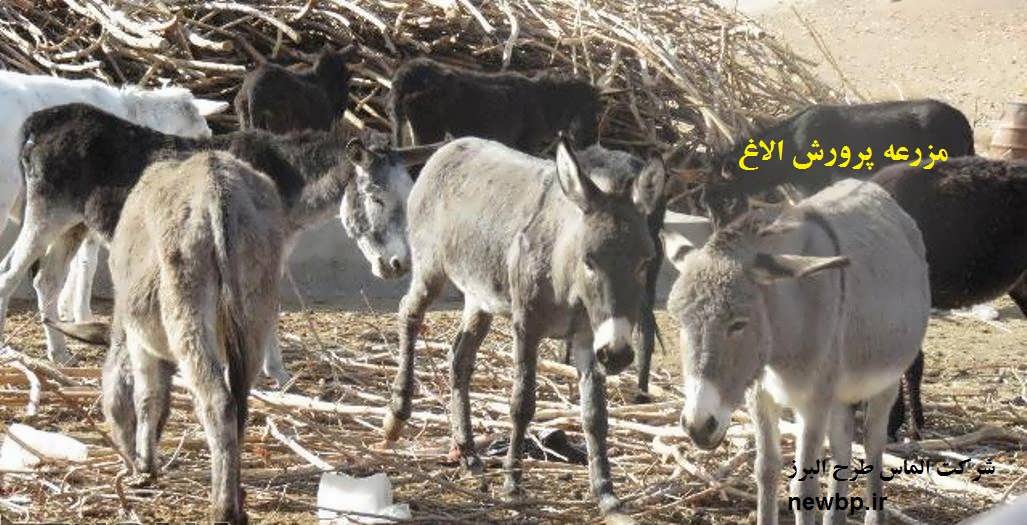 واحد پرورش الاغ شیری در اسدآباد