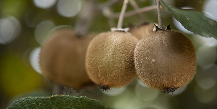 گیلان دومین تولیدکننده کیوی کشور استبه گزارش گروه وبگردی باشگاه خبرنگاران جوان،
