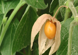 کشت میوه فیسالیس در پارسیان