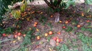 ردیابی مگس مدیترانه&zwnj;ای در شهداد