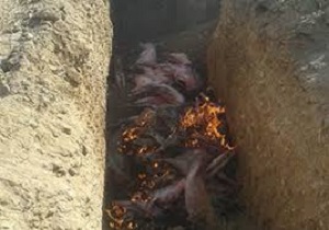 معدوم کردن دو لاشه گوسفند در فردوس