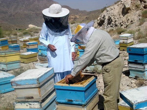 ۶۷ تن عسل درسیستان وبلوچستان برداشت شد