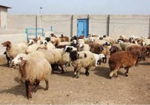 اشتغال زایی برای دامداران استان خراسان جنوبی