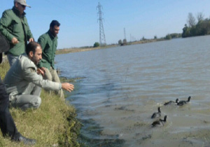 رهاسازی پرندگان در طبیعت فریدونکنار