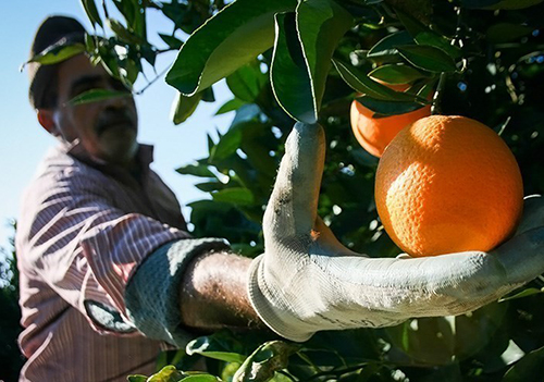 برداشت ۴۸ هزار تن مرکبات در گلستان